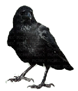 Pet Crow